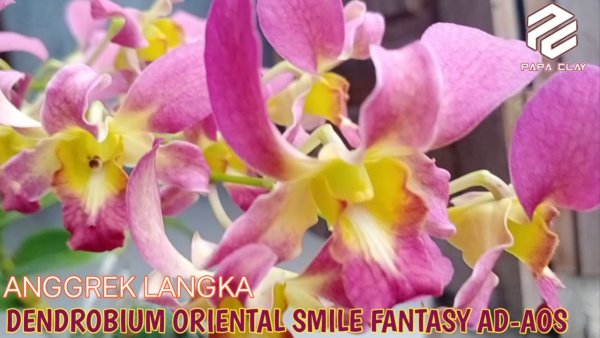 Дендробиум Golden Blossom