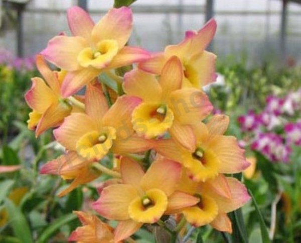Dendrobium oriental smile Fantasy