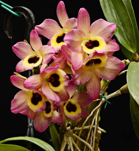 Дендробиум Кармен