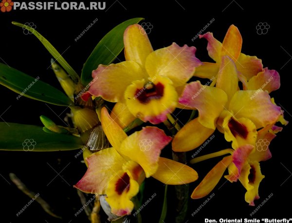 Дендробиум oriental smile