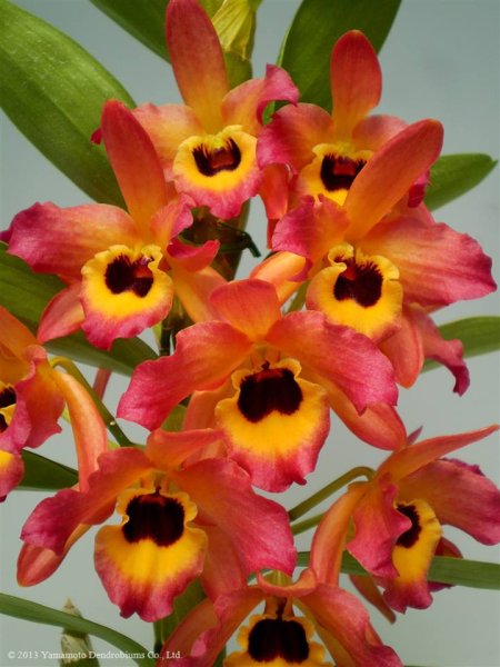 Дендробиум oriental smile