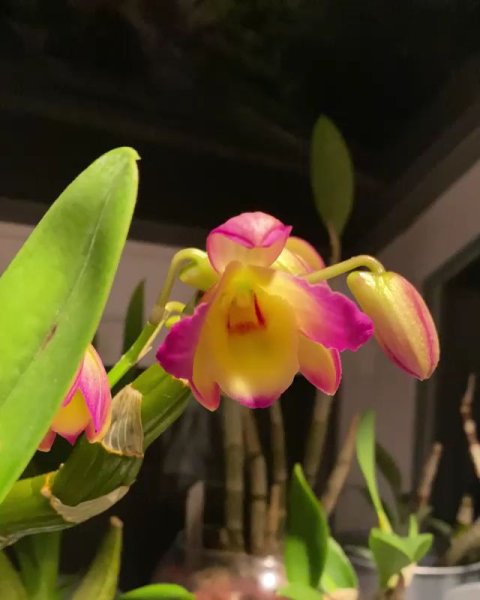 Дендробиум oriental smile Fantasy