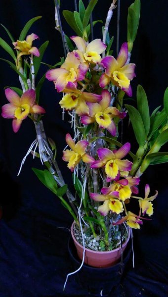 Дендробиум мосхатум