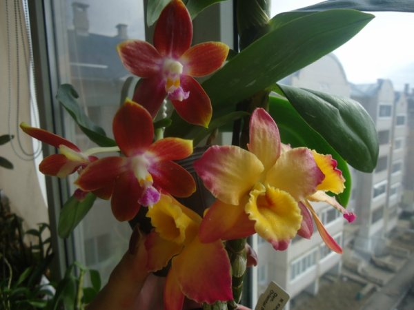 Дендробиум Ориентал Смайл фэнтези