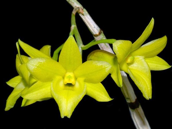 Орхидея Дендробиум Нобиле