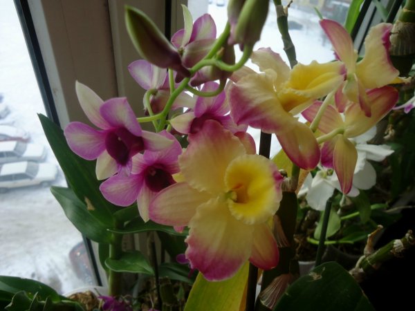 Орхидея Дендробиум