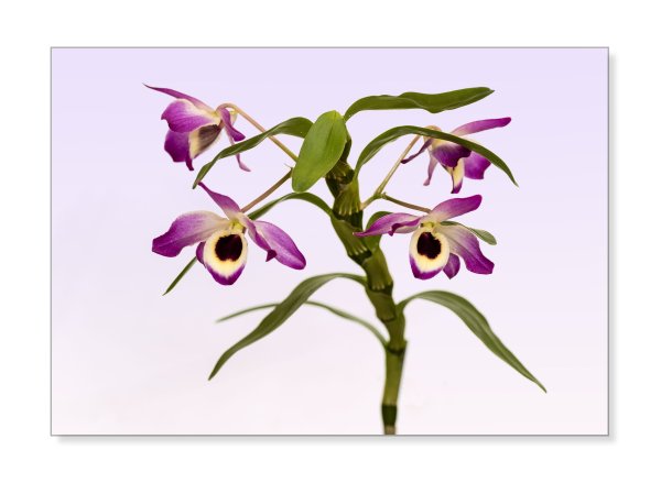 Дендробиум Драконис