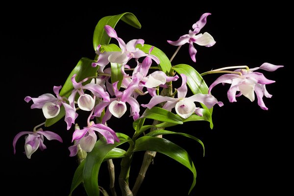 Дендробиум атровиолацеум