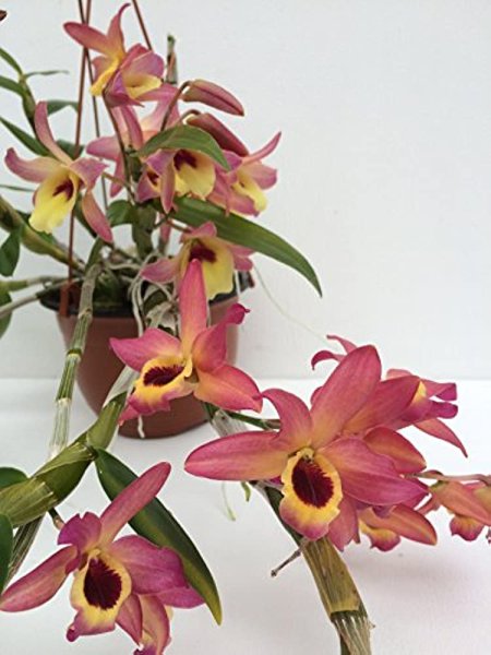 Dendrobium Stratiotes