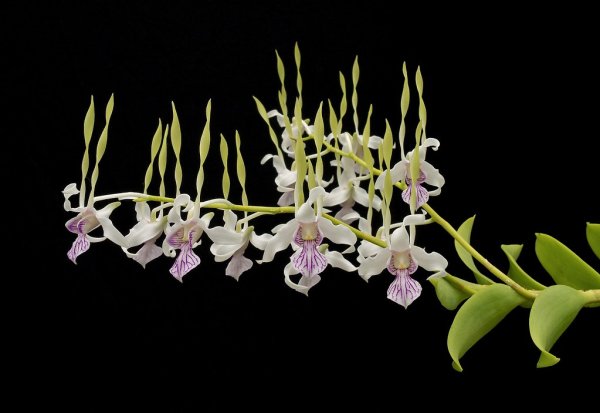 Орхидея Dendrobium farmeri
