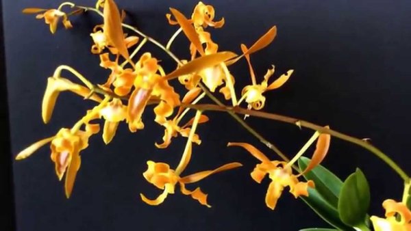 Дендробиум Кристианум