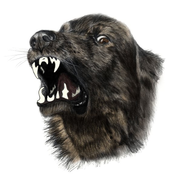 Злая собака на белом фоне