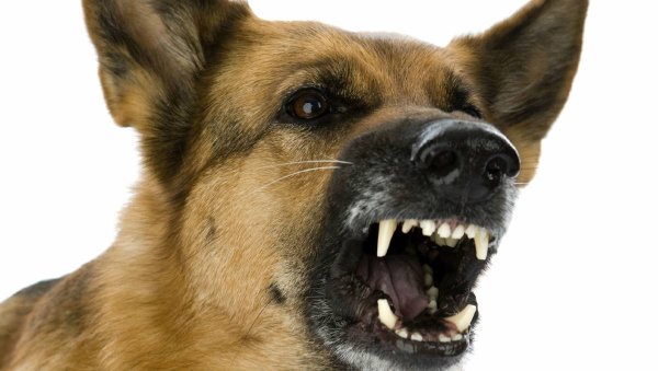 Злая собака на белом фоне