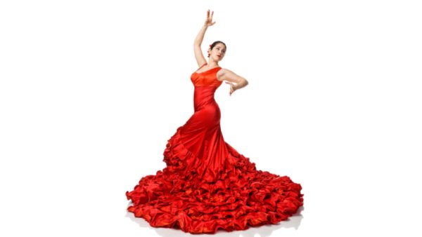 Фламенко на белом фоне