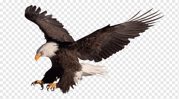 Орел без фона