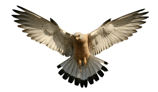 Птица в полете