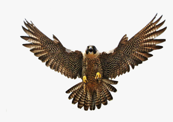 Сокол без фона