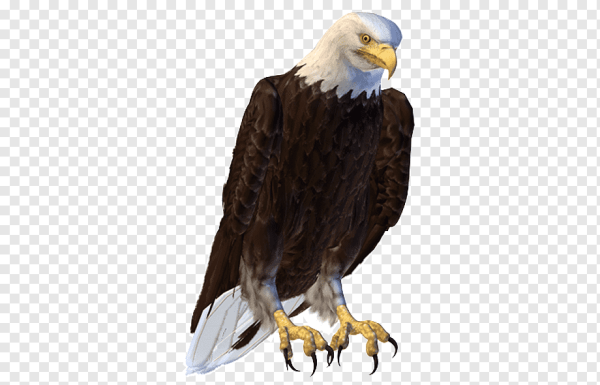 Орёл сидит на белом фоне