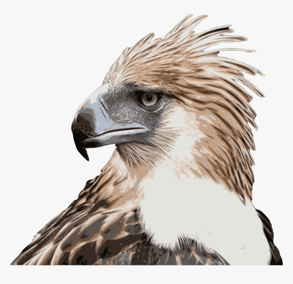 Philippine Hawk-Eagle