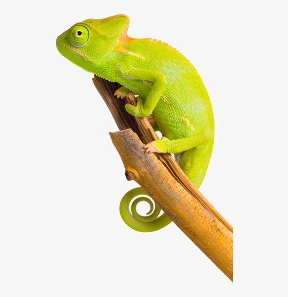 Завуалированный хамелеон