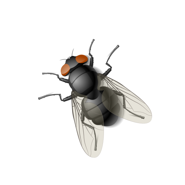 Муха смайлик