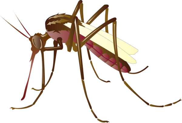 Москит без фона