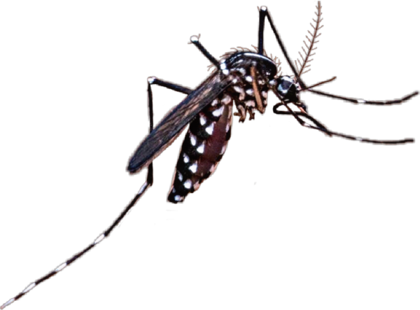 Комар мультяшный