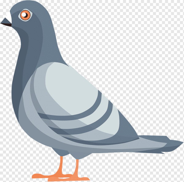 Pigeon от dove