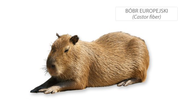 Капибара на белом фоне