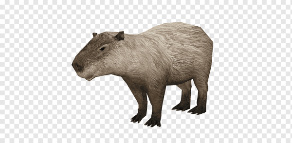 Капибара на белом фоне