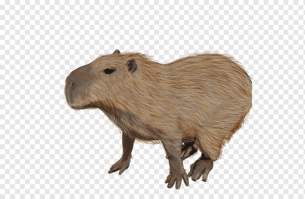 Капибара на прозрачном фоне
