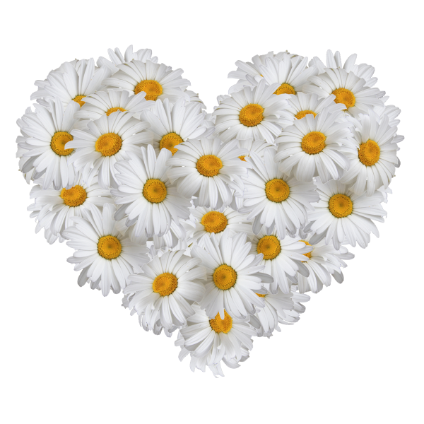 Сердце из ромашек