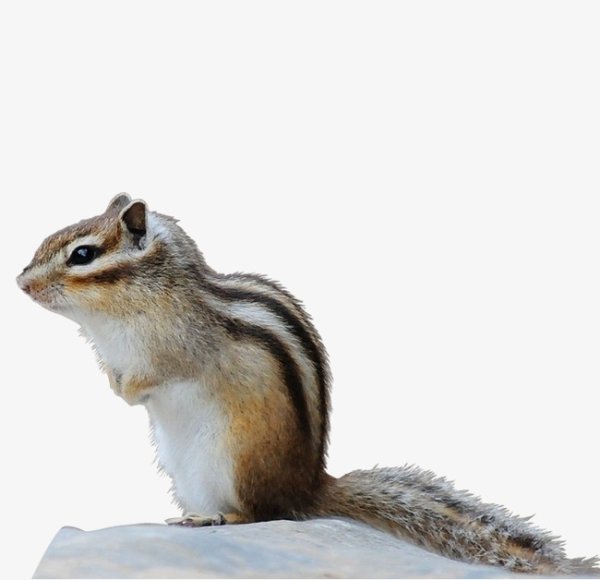 Бурундук на прозрачном фоне