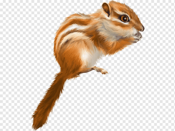 Бурундук на белом фоне для детей