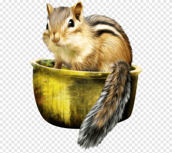 Бурундук на прозрачном фоне