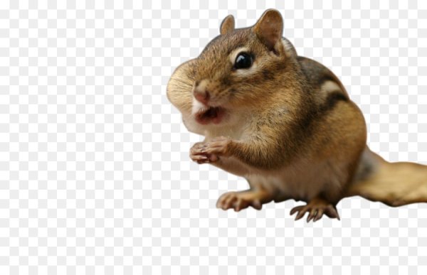 Бурундук на прозрачном фоне