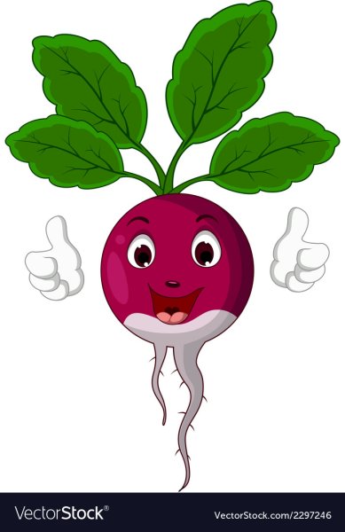 Свекла рисунок