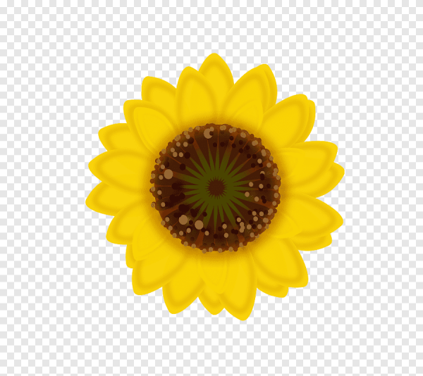 Подсолнух стикер без фона