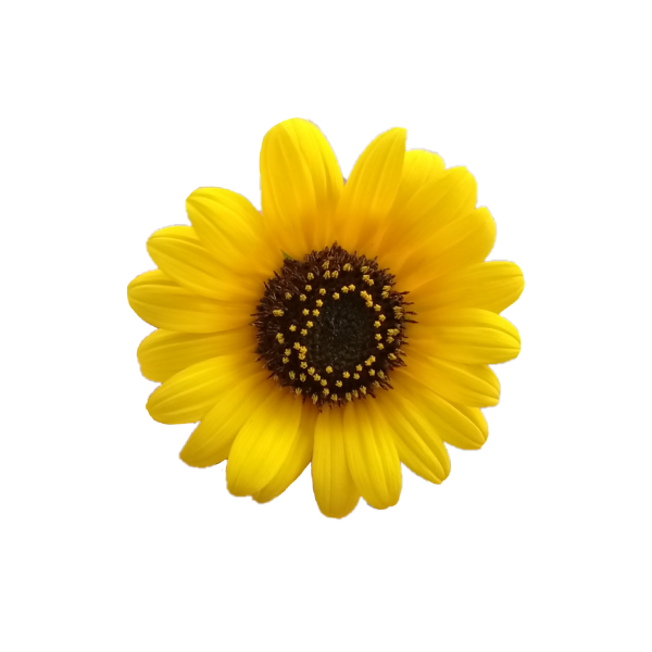 Эмодзи подсолнух