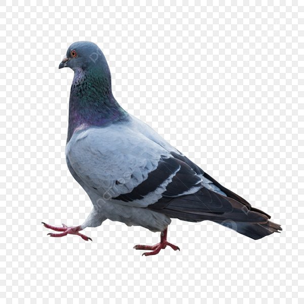 Стикер голубь на прозрачном фоне