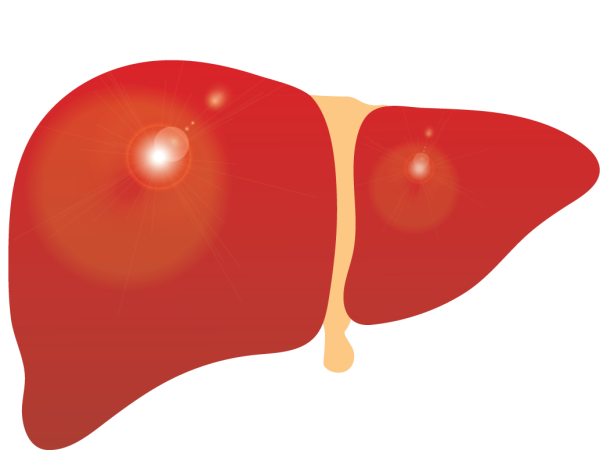 Печень рисунок
