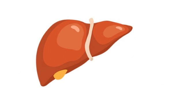 Печень клипарт на прозрачном фоне