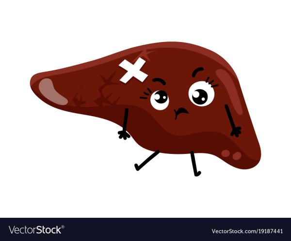 Печень нарисовать