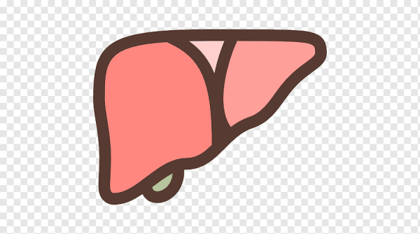 Печень значок