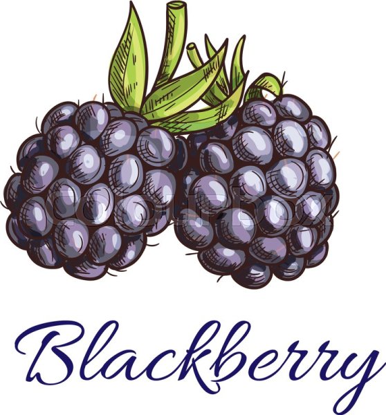 Ежевика скетч
