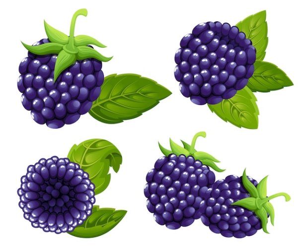 Ежевика в разрезе