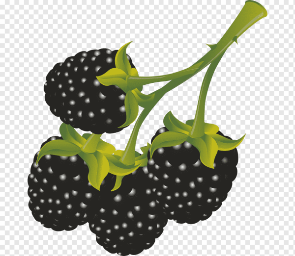 Ежевика для детей