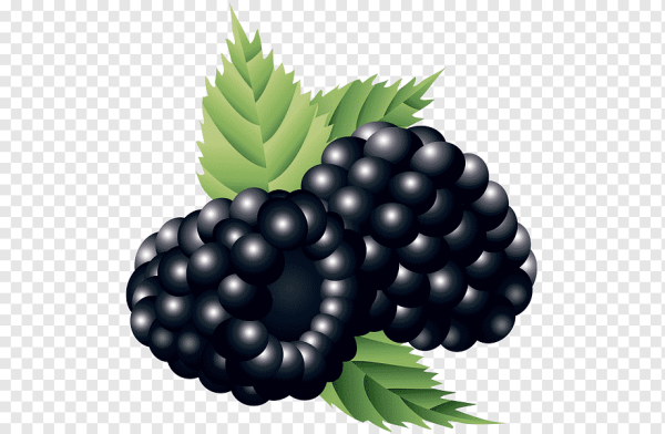 Ежевика для детей