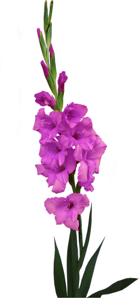 Гладиолус Герона