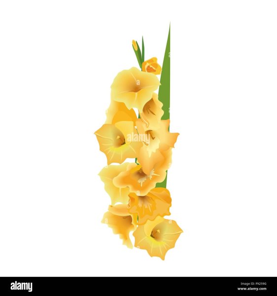 Гладиолус восковой силуэт